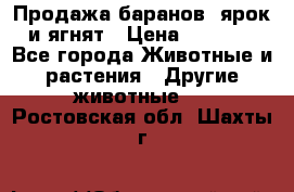 Продажа баранов, ярок и ягнят › Цена ­ 3 500 - Все города Животные и растения » Другие животные   . Ростовская обл.,Шахты г.